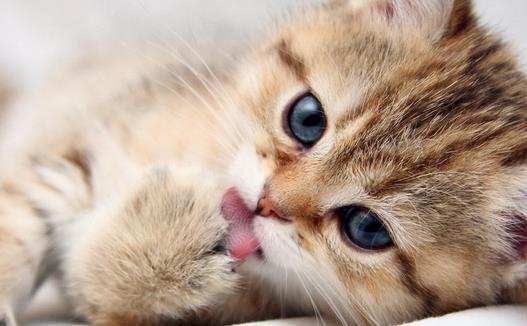 動物疫病診斷儀：貓弓形蟲是什么？