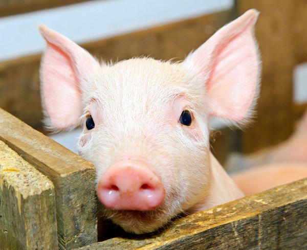 非洲豬瘟檢測儀有哪些型號？