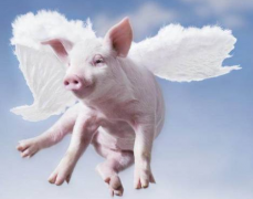 如何在屠宰環(huán)節(jié)做好非洲豬瘟的檢測工作？